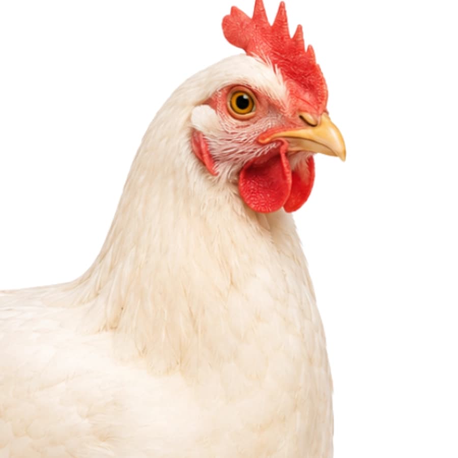 Pollastre