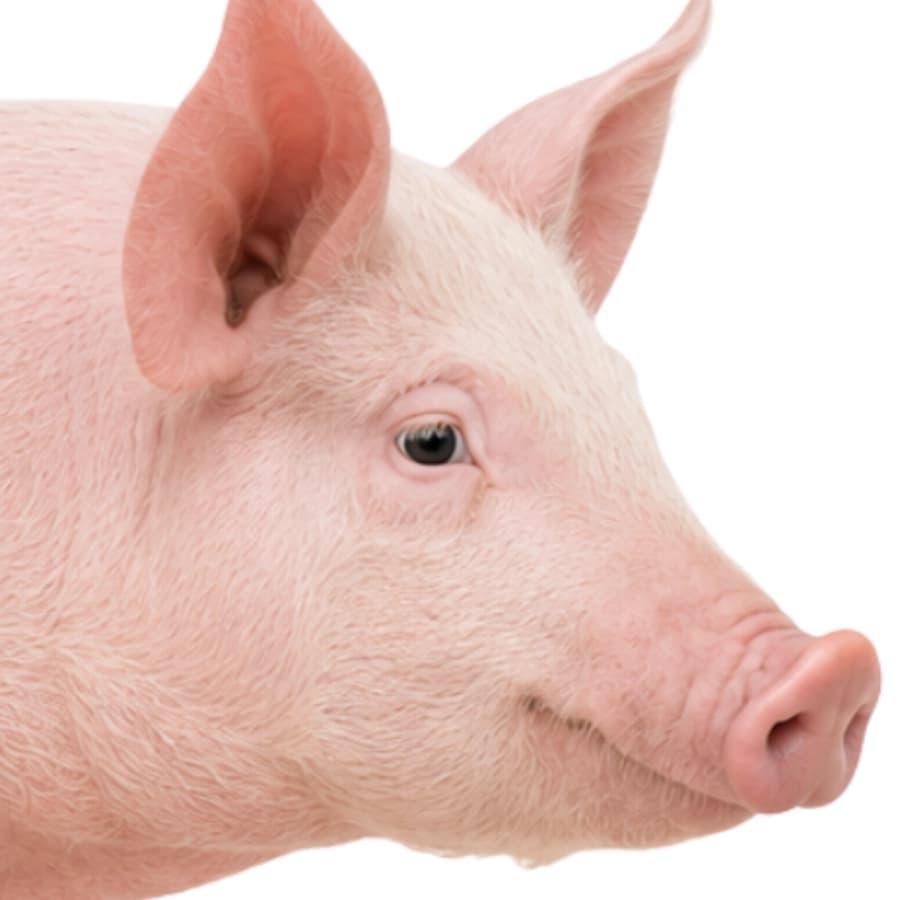 Porc