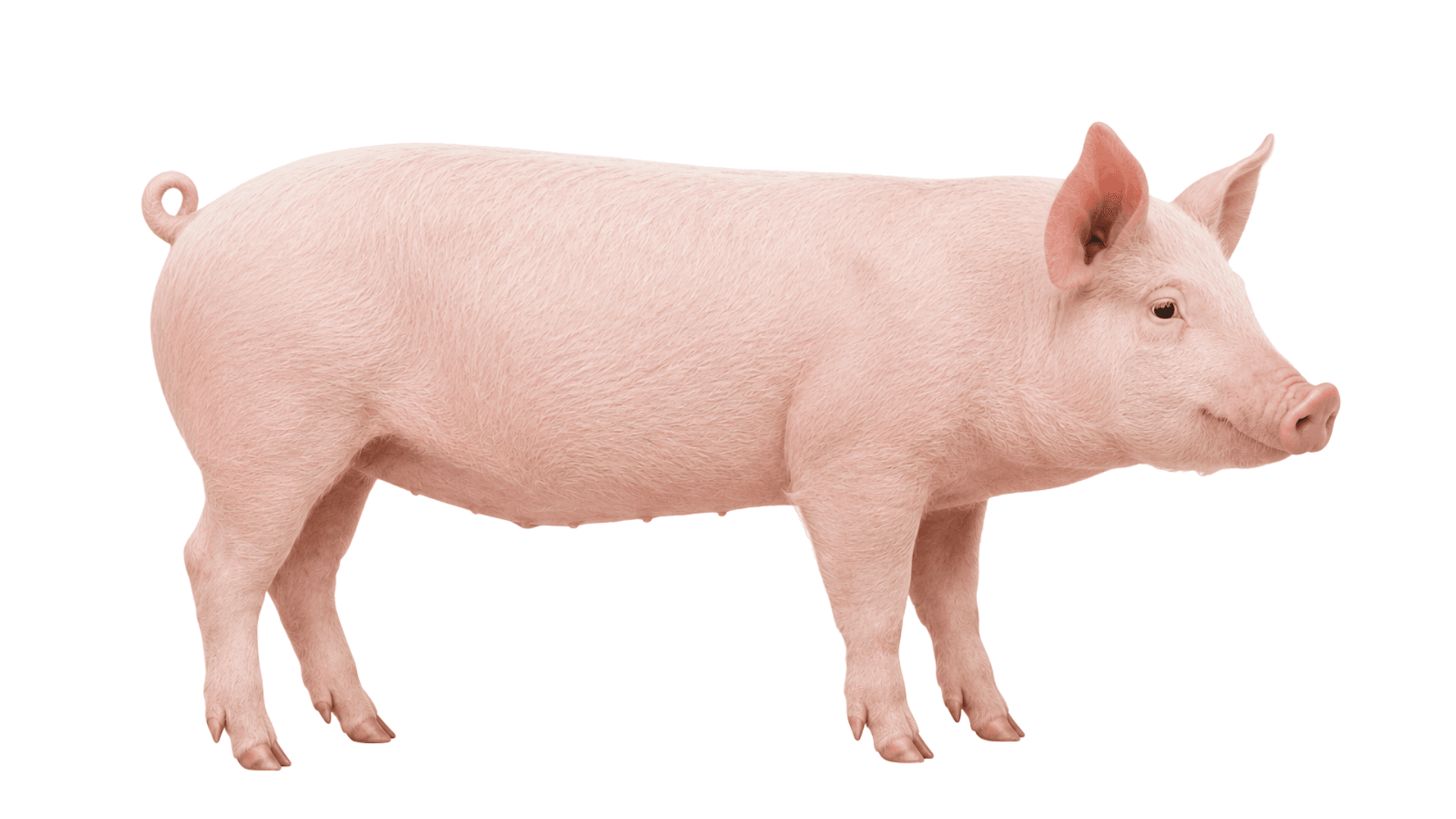 Porc